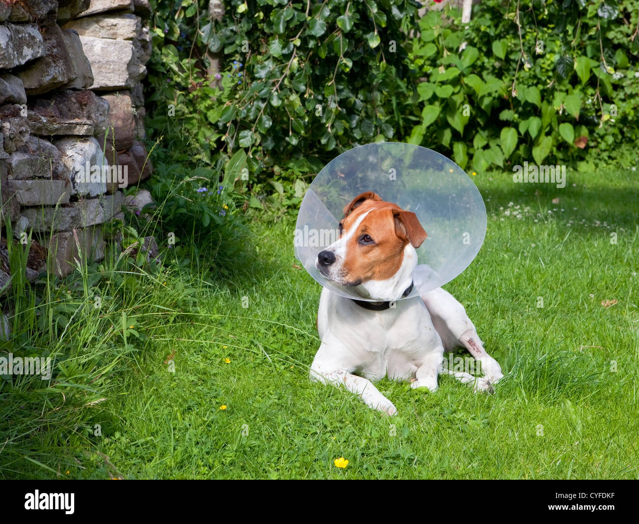 Plastic dog cone hires stock photography and images Alamy