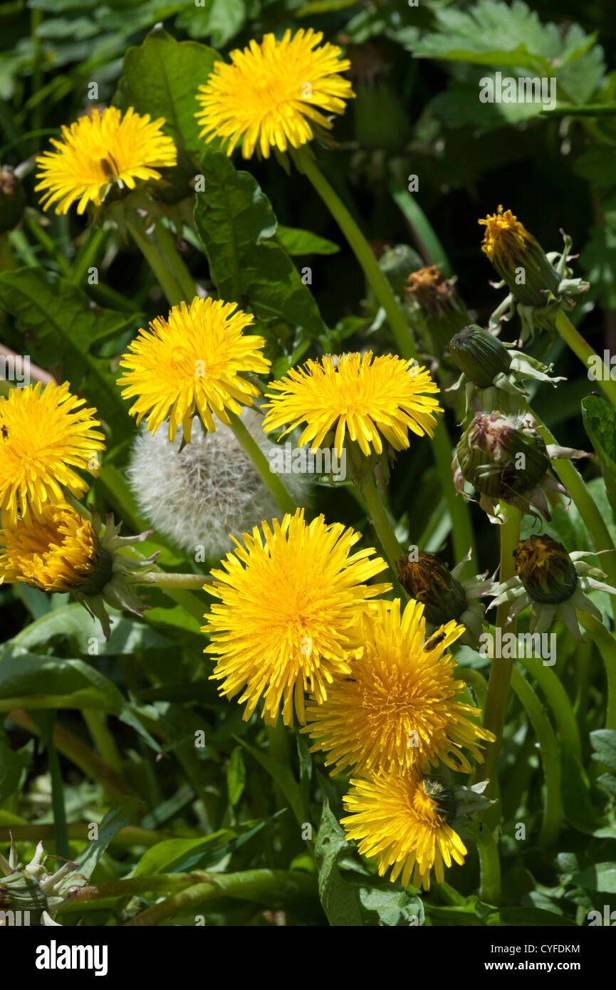 Dandelion (Taraxacum officinale Stock Photo Alamy