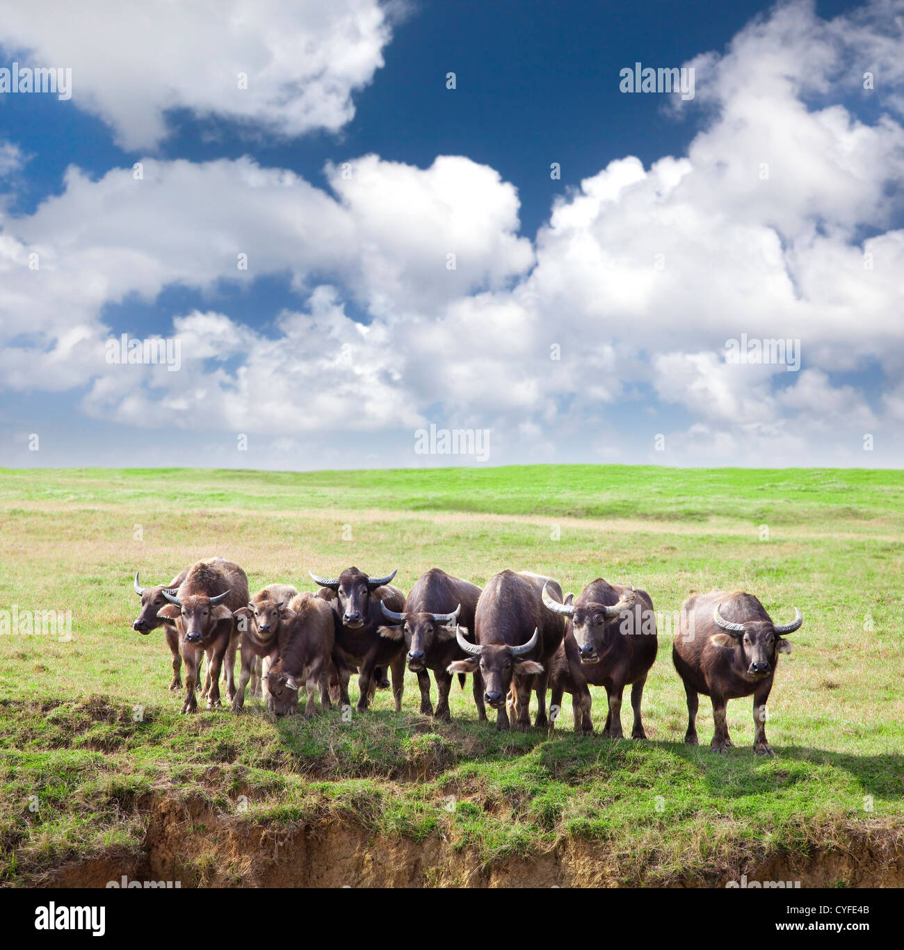 Group of cows on green meadow with cloudy Stock Photo - Alamy