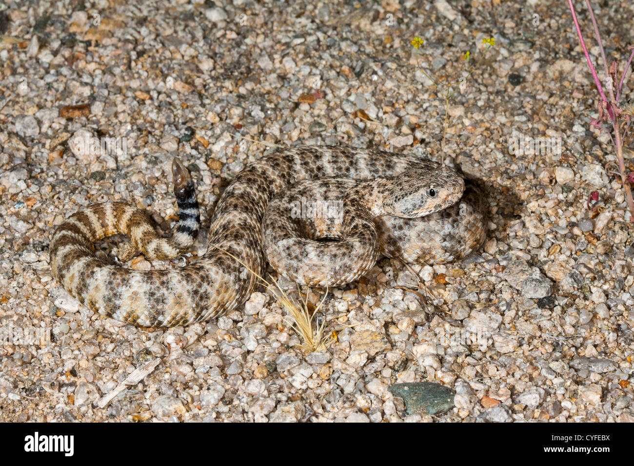 Speckled Rattlesnake Crotalus mitchellii Joshua Tree National Park