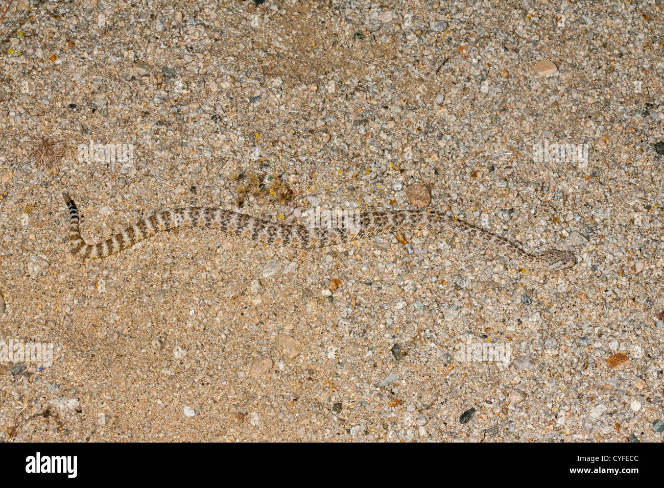 Speckled Rattlesnake Crotalus mitchellii Joshua Tree National Park