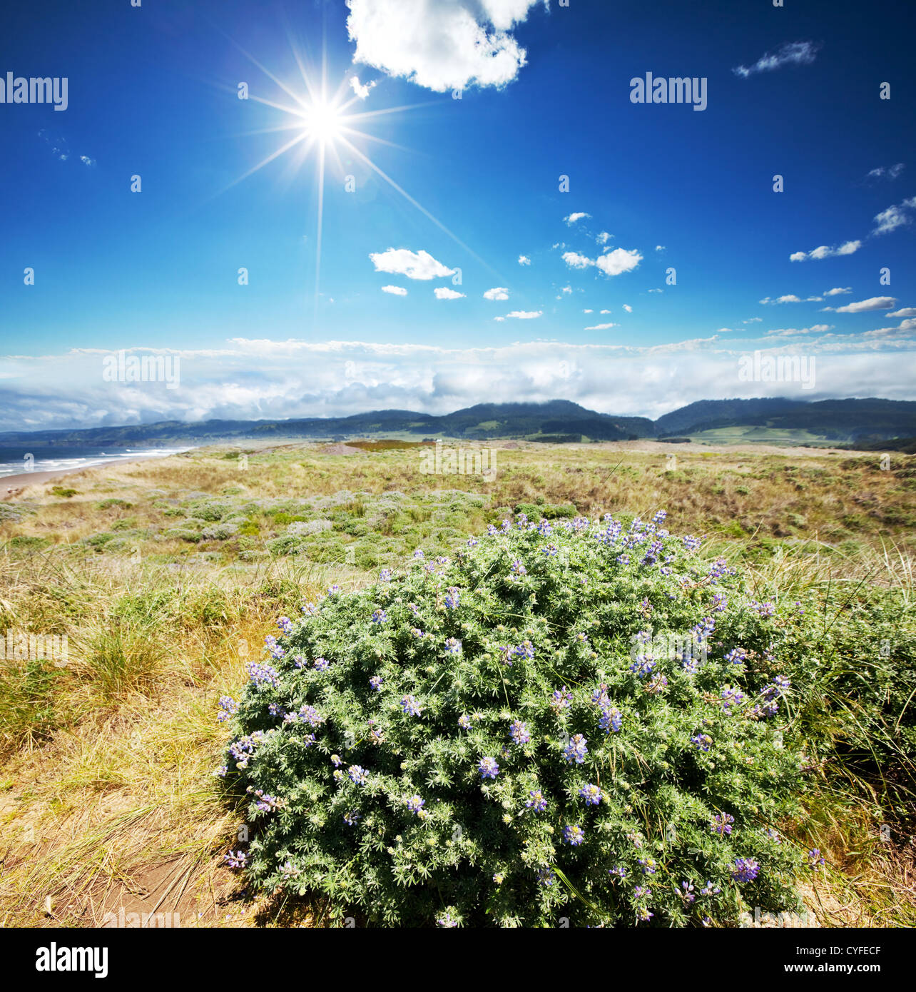 My Image 24