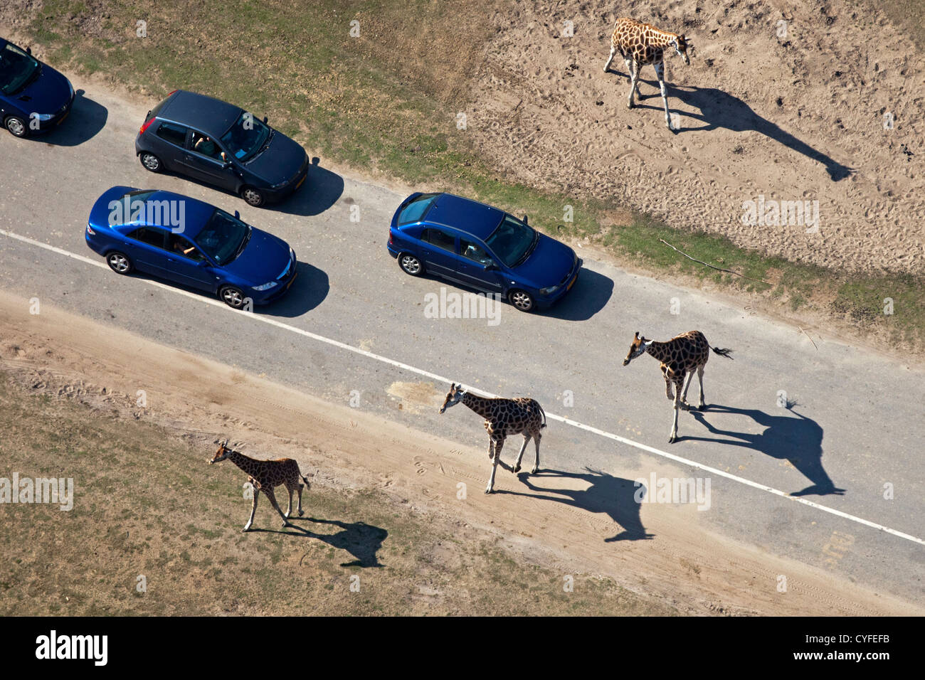 The Netherlands, Hilvarenbeek. Safari park Beekse Bergen. Tourists in cars waits for giraffes to cross the road. Aerial. Stock Photo