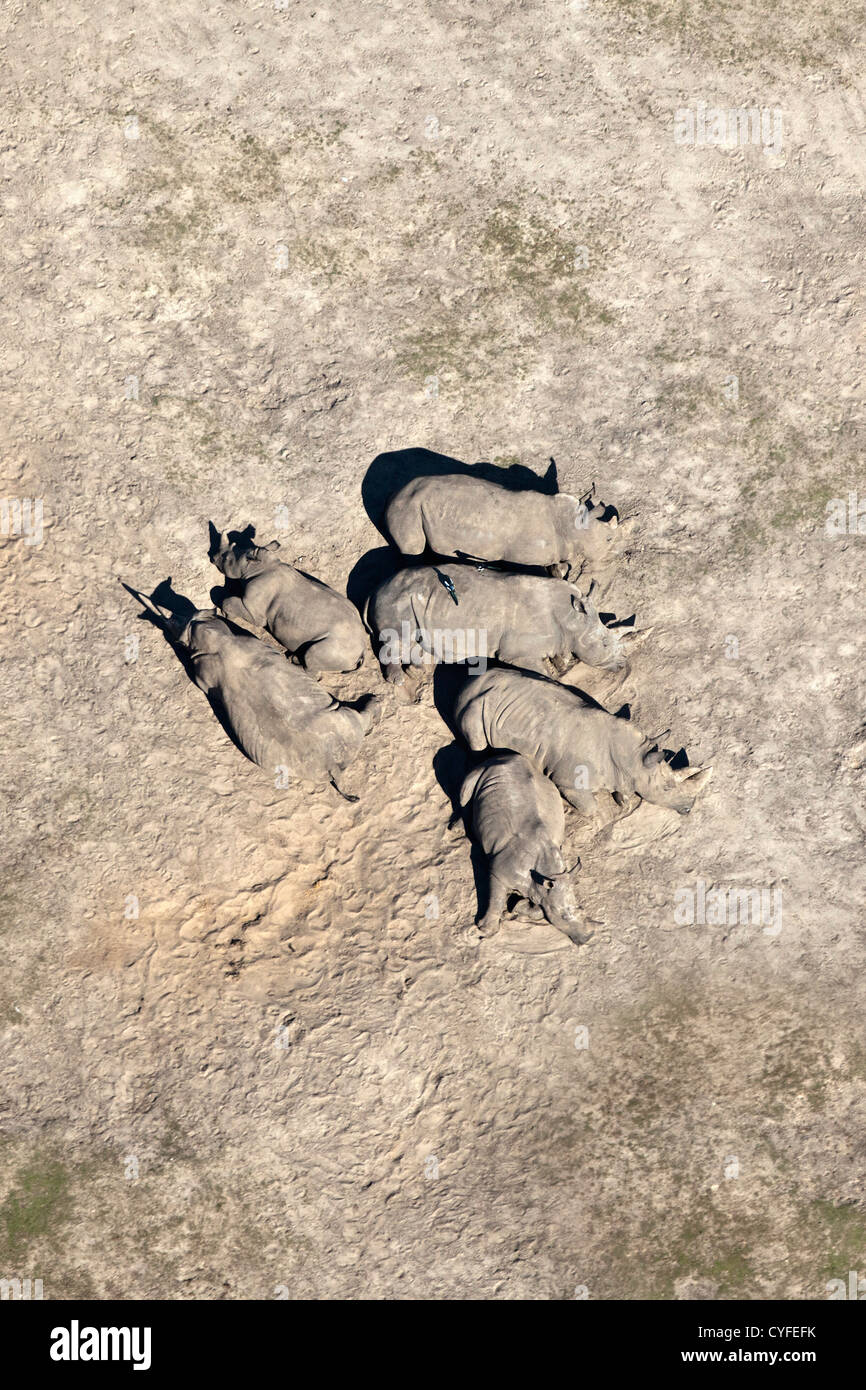 The Netherlands, Hilvarenbeek. Wildlife zoo called Safari park Beekse Bergen. Rhinoceroses resting. Aerial. Stock Photo