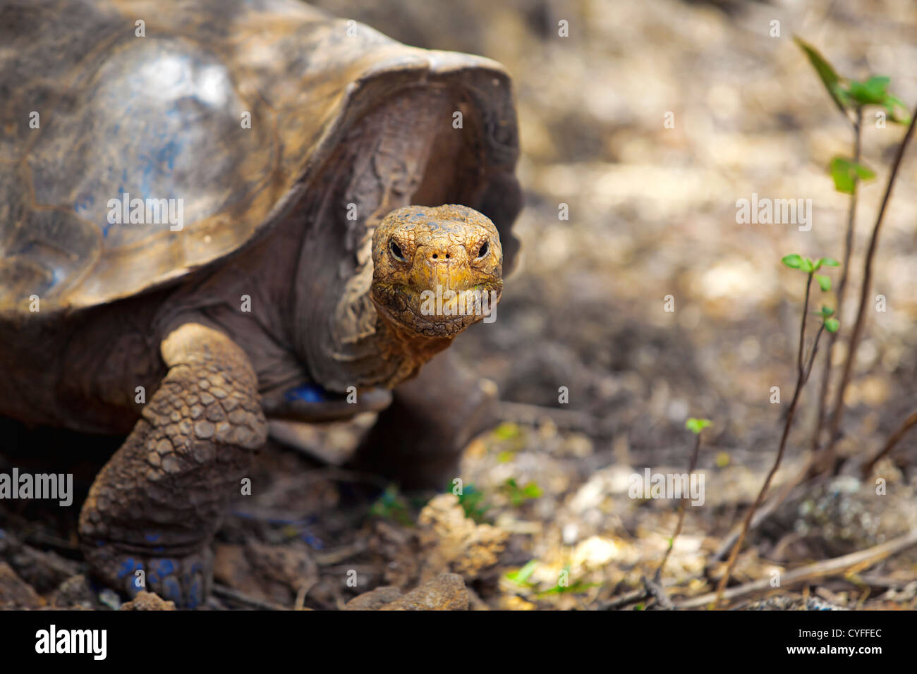 A Galapagos tortoise eating leaves, Santa Cruz, Galapagos Stock Photo