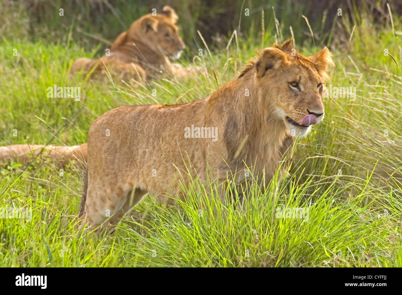 AFRICA, KENYA, Masai Mara, lioness, Panthera Leo Stock Photo - Alamy