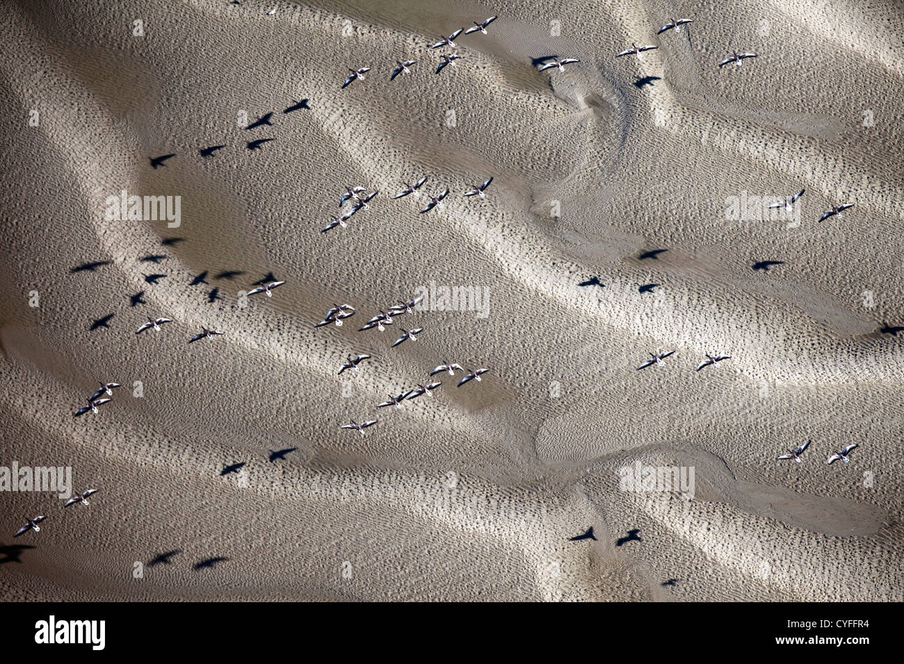 The Netherlands, Nieuw Namen, Westerschelde river. Tidal marshland. Greylag geese flying. Aerial. Stock Photo