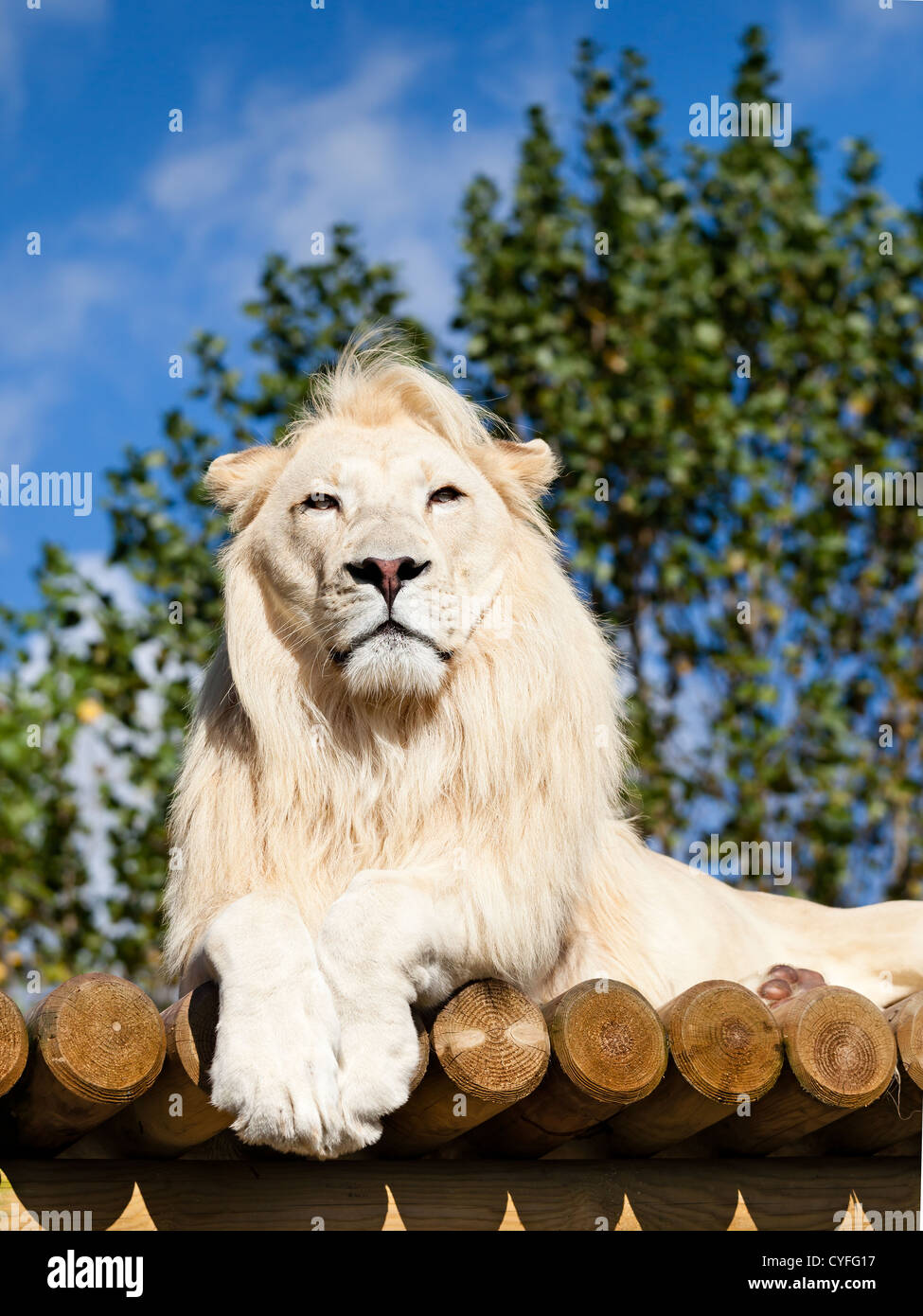 White Lion Posing on Sunny Wooden Platform Panthera Leo Stock Photo