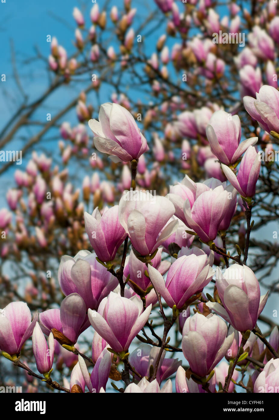 Flowering Magnolia Tree in Spring Stock Photo - Alamy