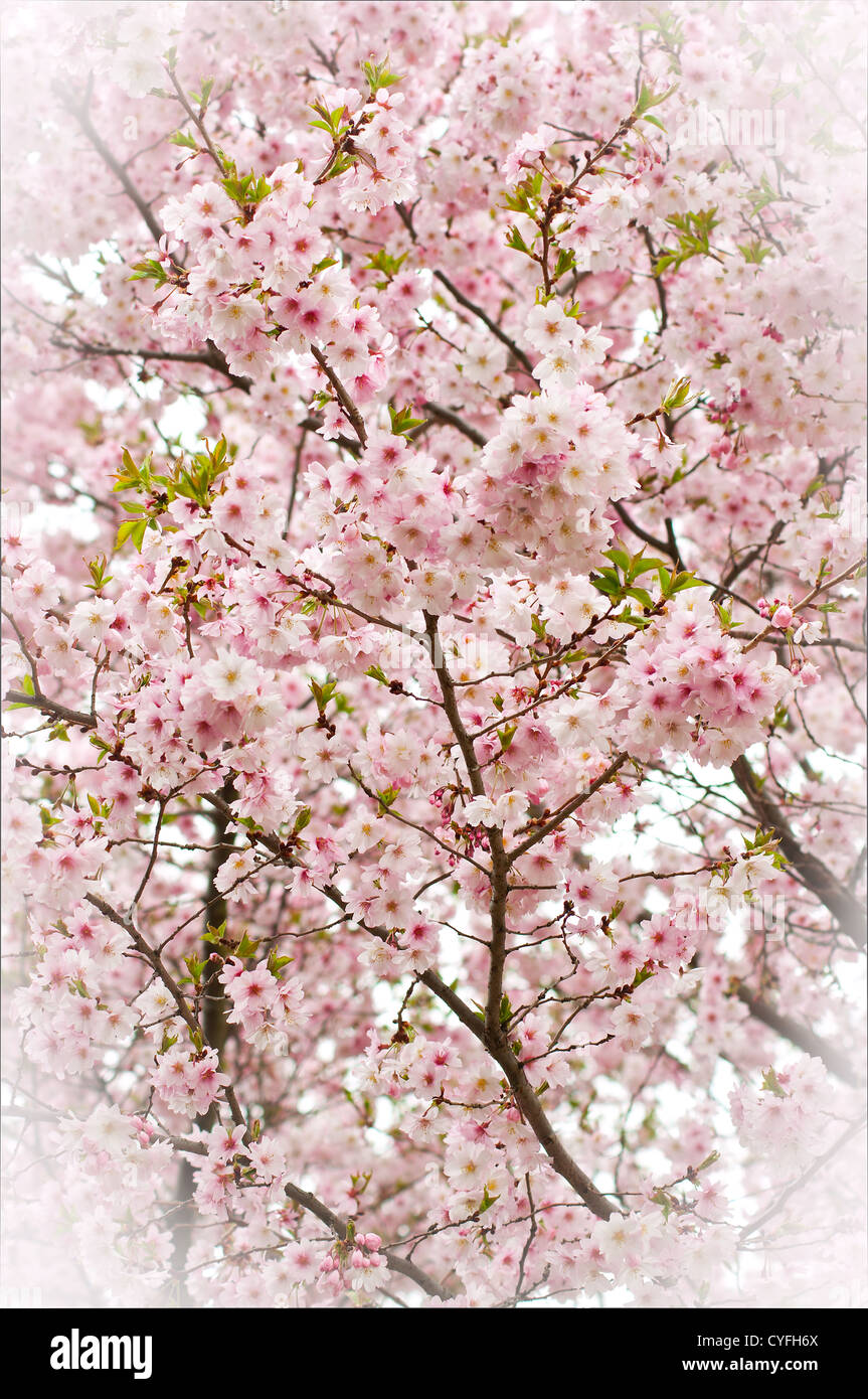 Highkey of pink covered spring time tree Stock Photo - Alamy