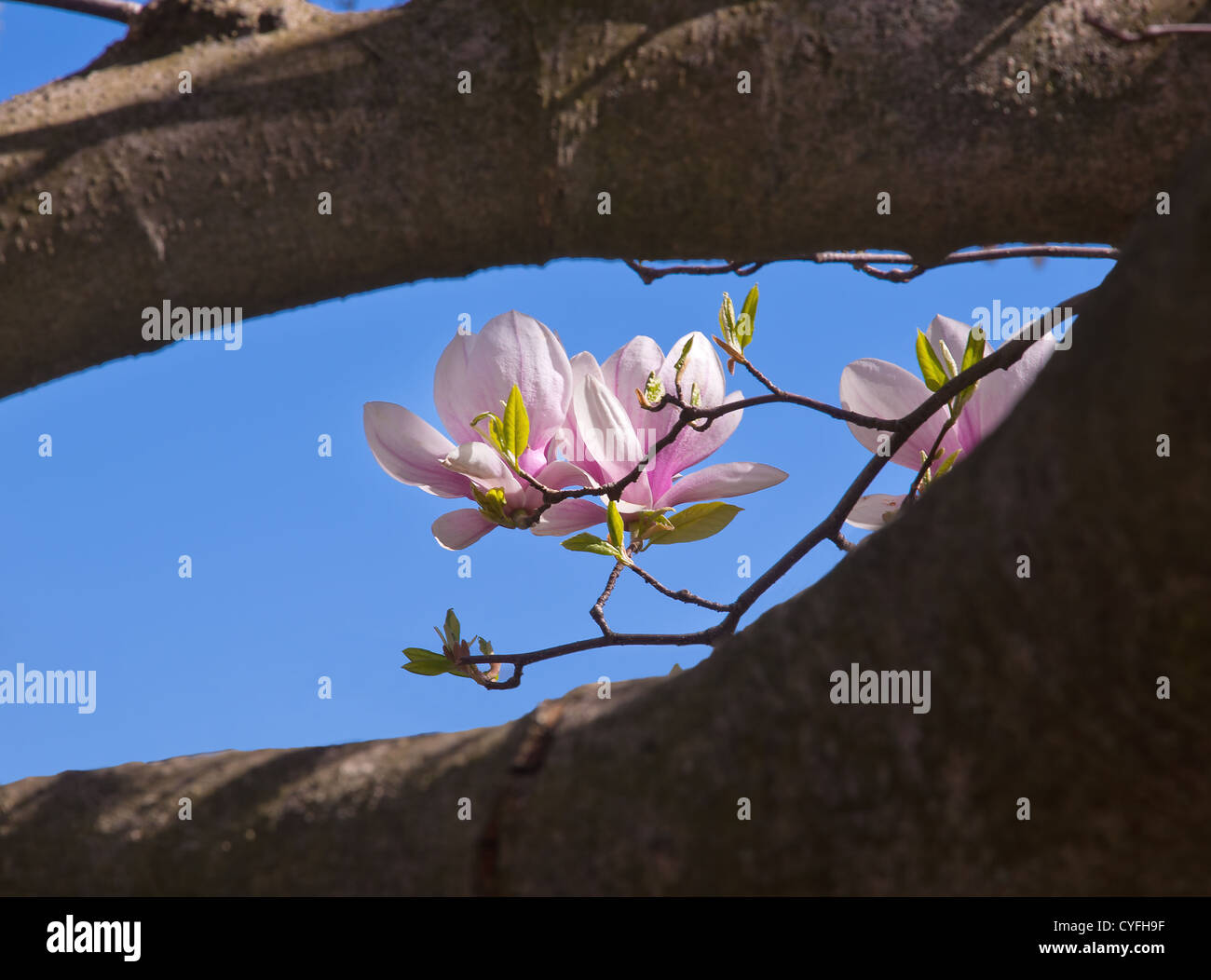 Magnolia spring hi-res stock photography and images - Alamy