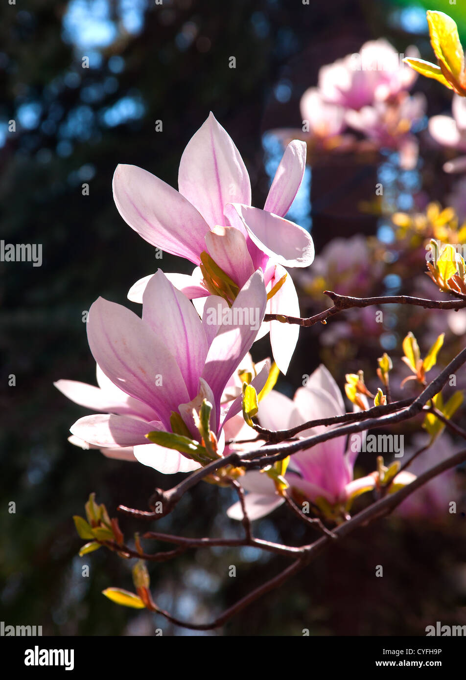 Flowering Magnolia Tree in Spring Stock Photo - Alamy