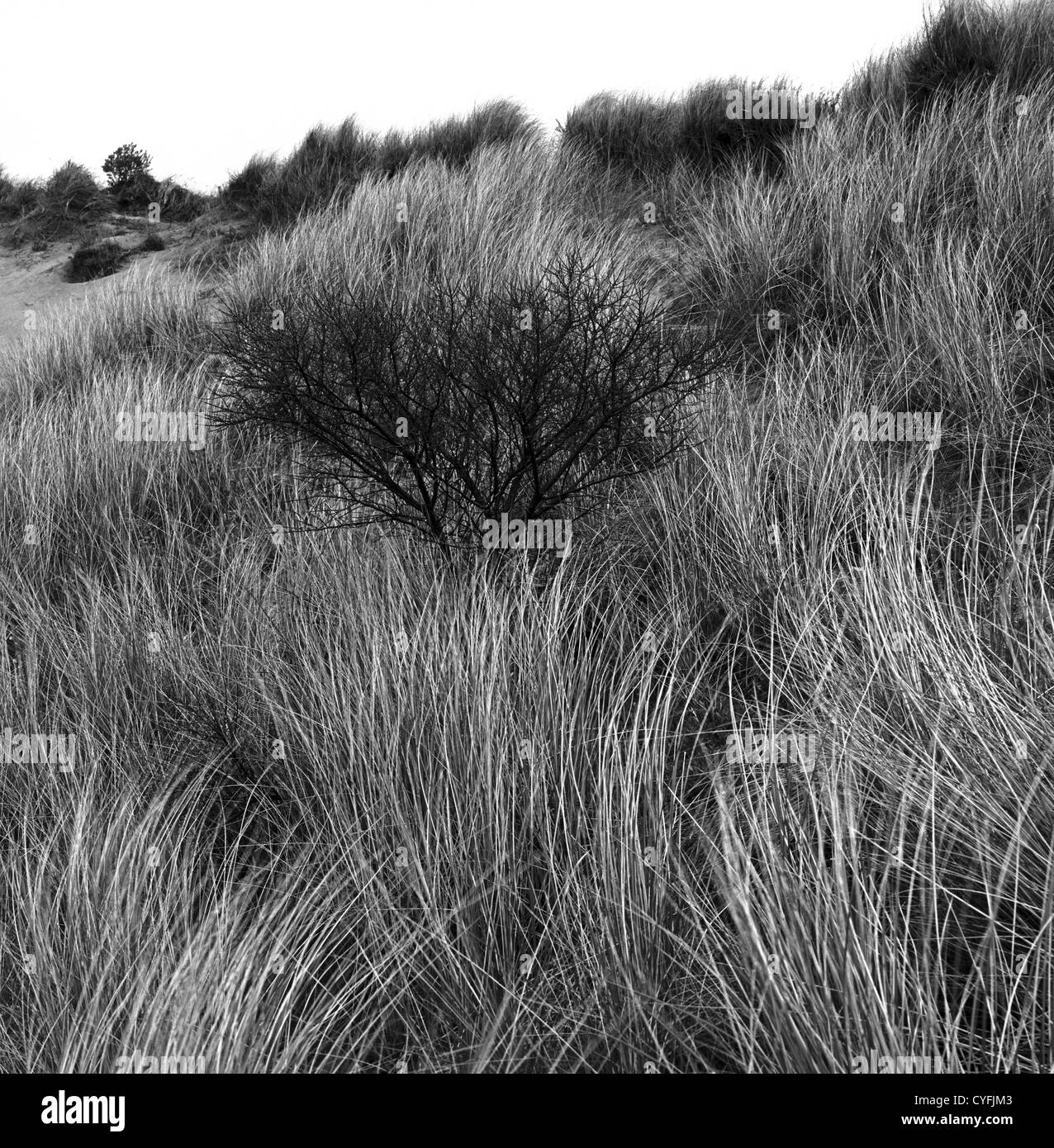 Black Bush amongst sand dunes, Murlough Nature Reserve, Northern Stock  Photo - Alamy