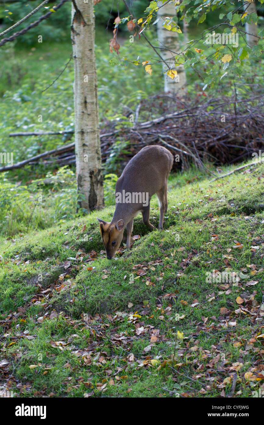 Muntjak in Wood Stock Photo - Alamy