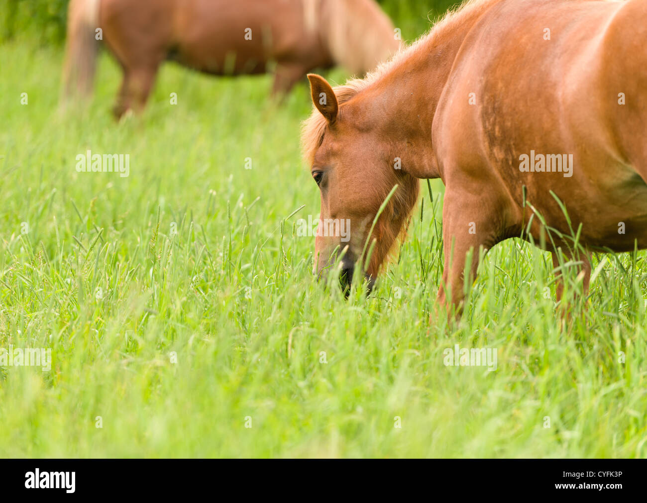 Golden field horses hi-res stock photography and images - Alamy