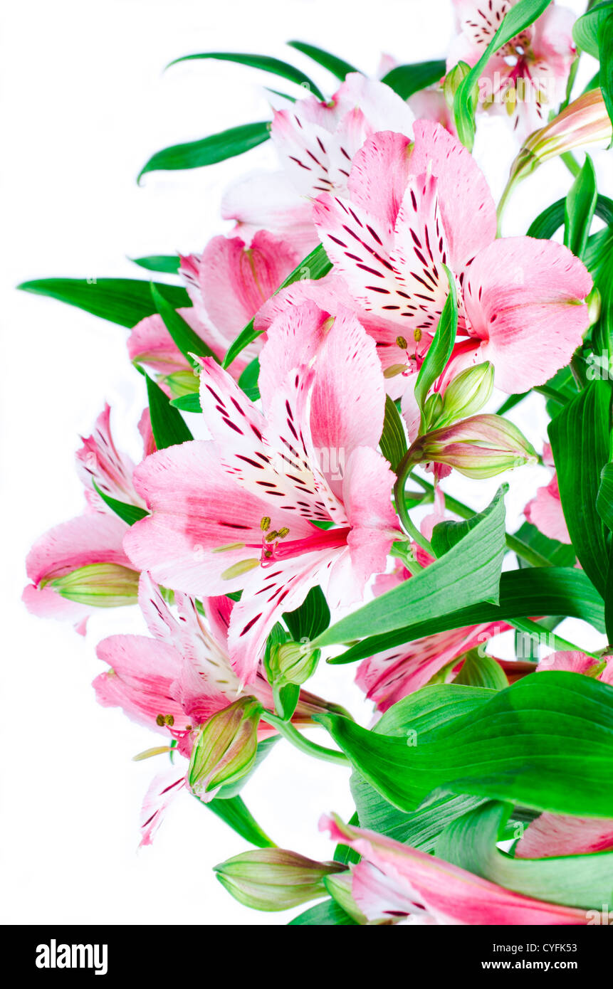 Pink flowers of phalaenopsis Stock Photo