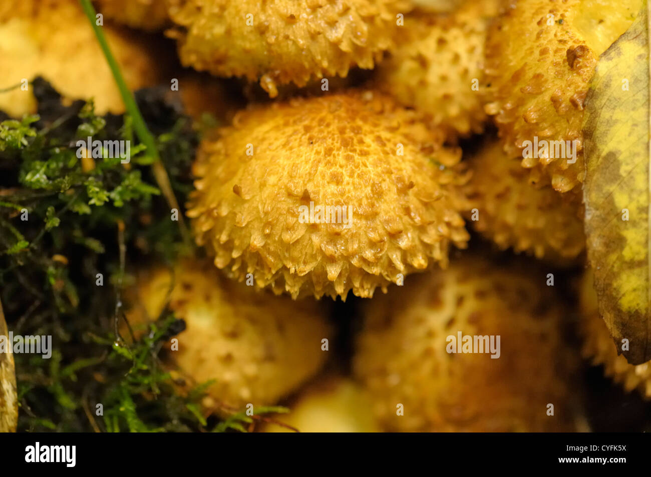 Shaggy Scalycap, Pholiota squarrosa Stock Photo