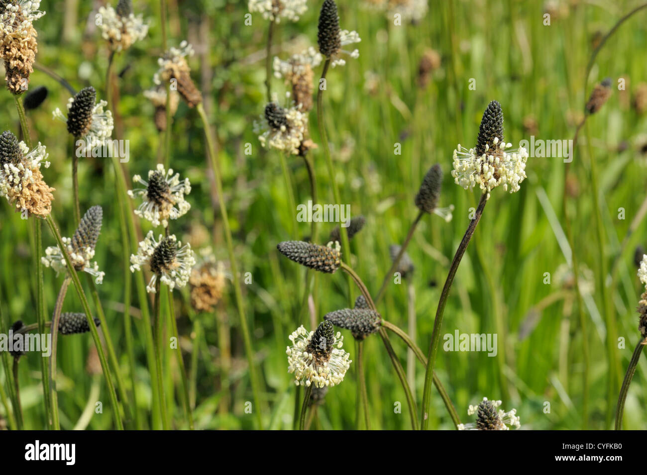Ribwort Plantain, Plantago lanceolata Stock Photo
