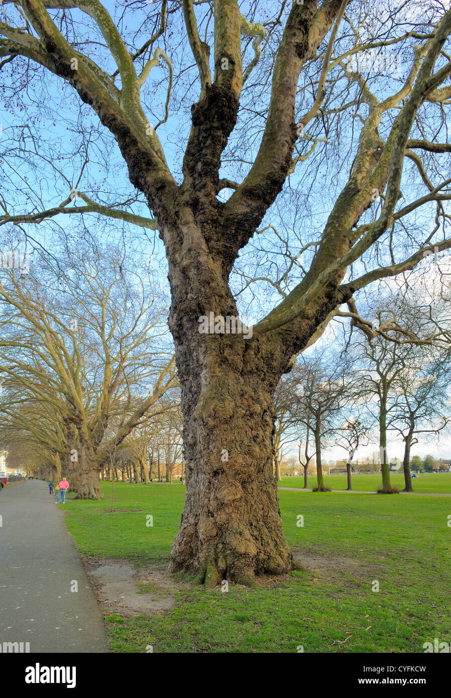 London Plane in winter, Platanus x hispanica Stock Photo