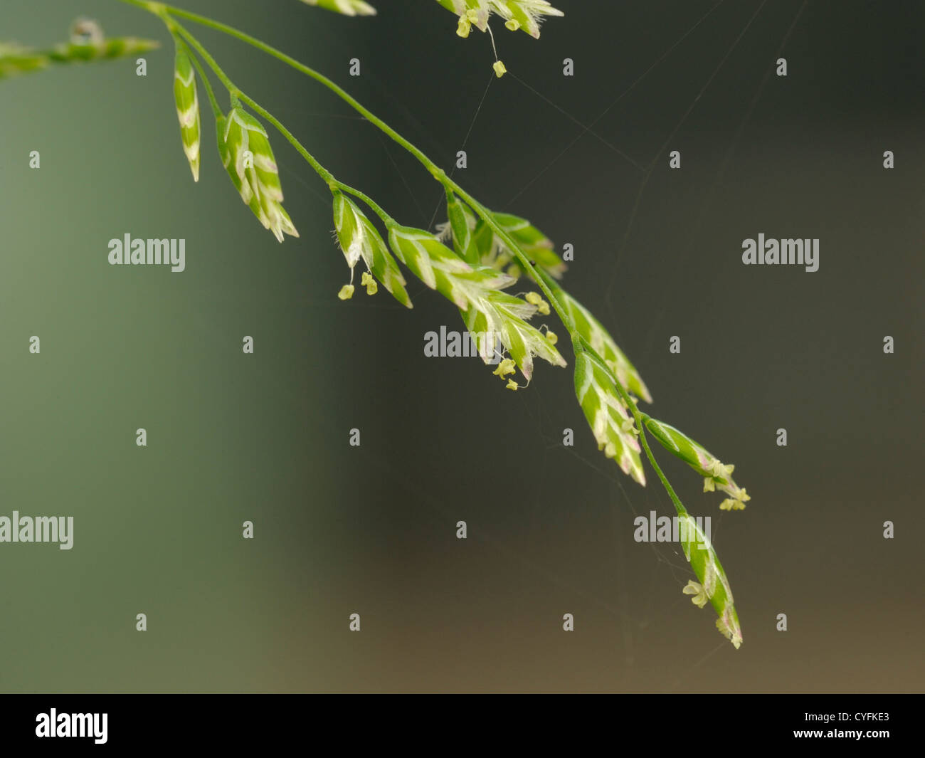 Annual Meadow-grass, Poa annua Stock Photo