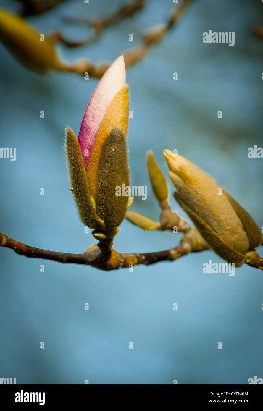 Magnolia blossom budding in springtime Stock Photo - Alamy