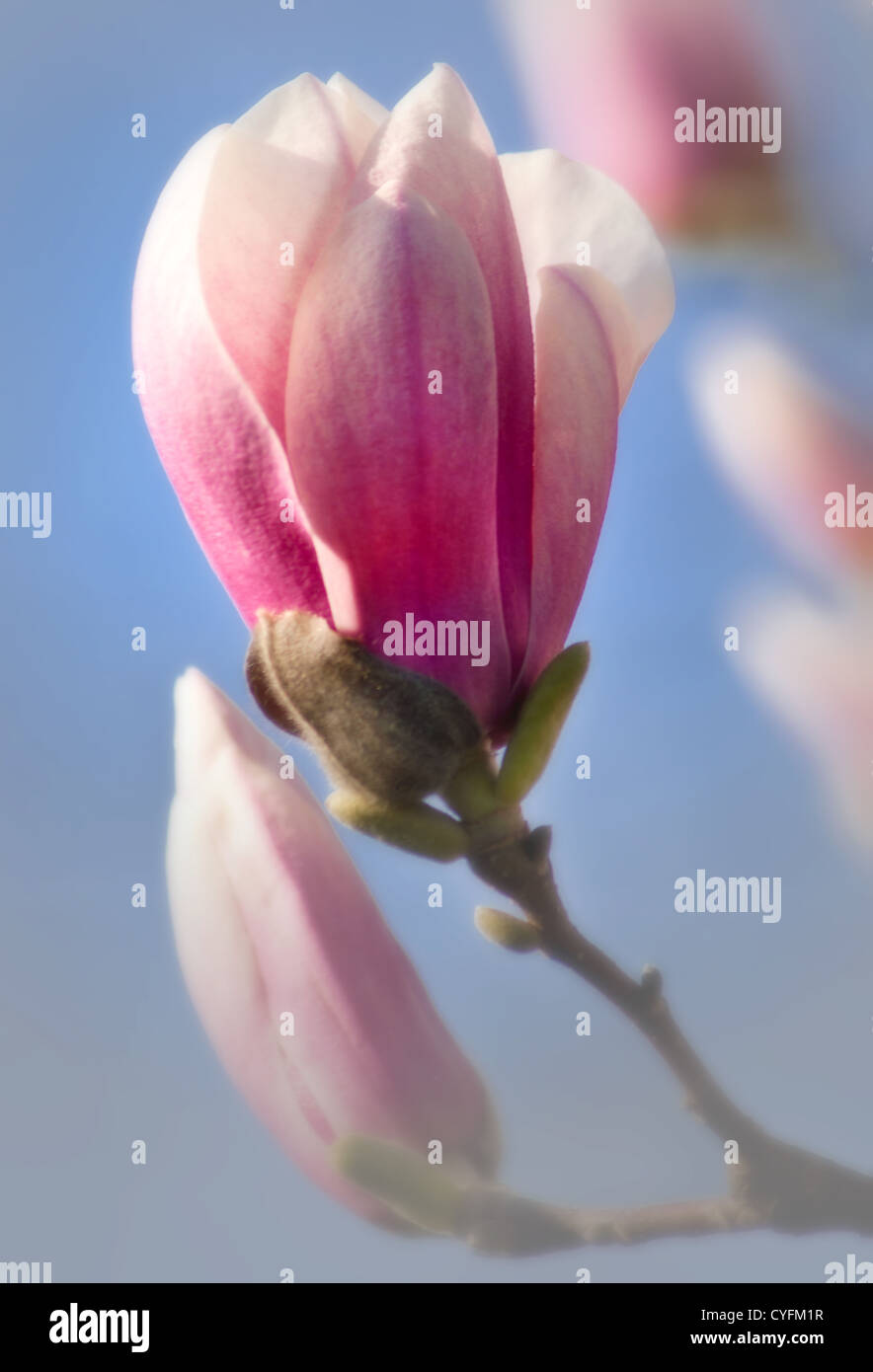 Flowering Magnolia Tree in Spring Stock Photo - Alamy