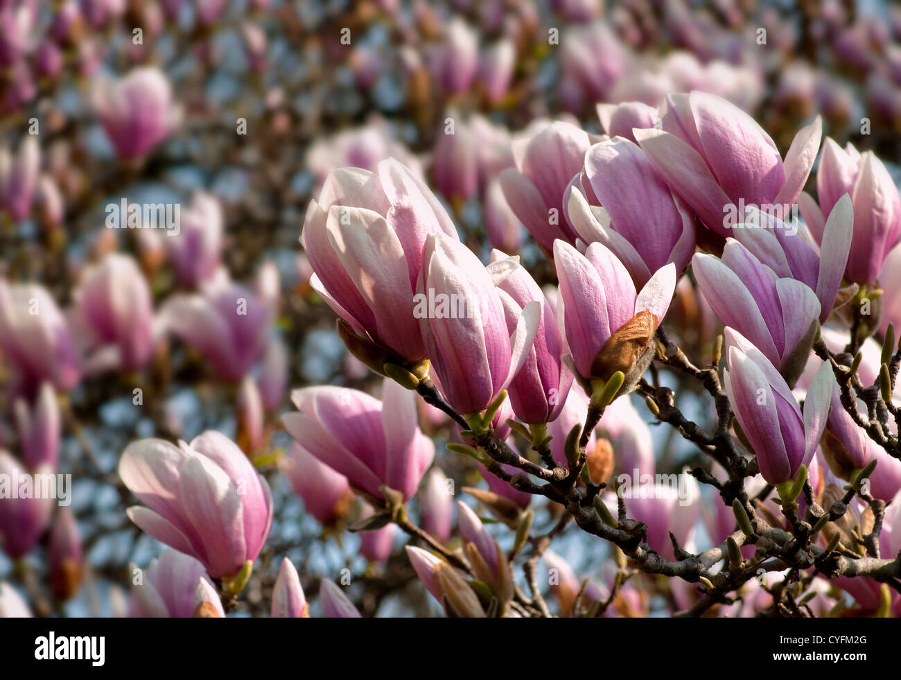 Flowering Magnolia Tree in Spring Stock Photo - Alamy