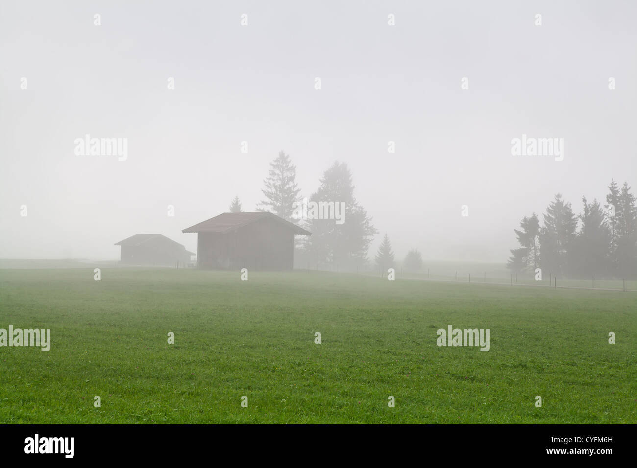 pine trees and two buildings in morning fog Stock Photo - Alamy