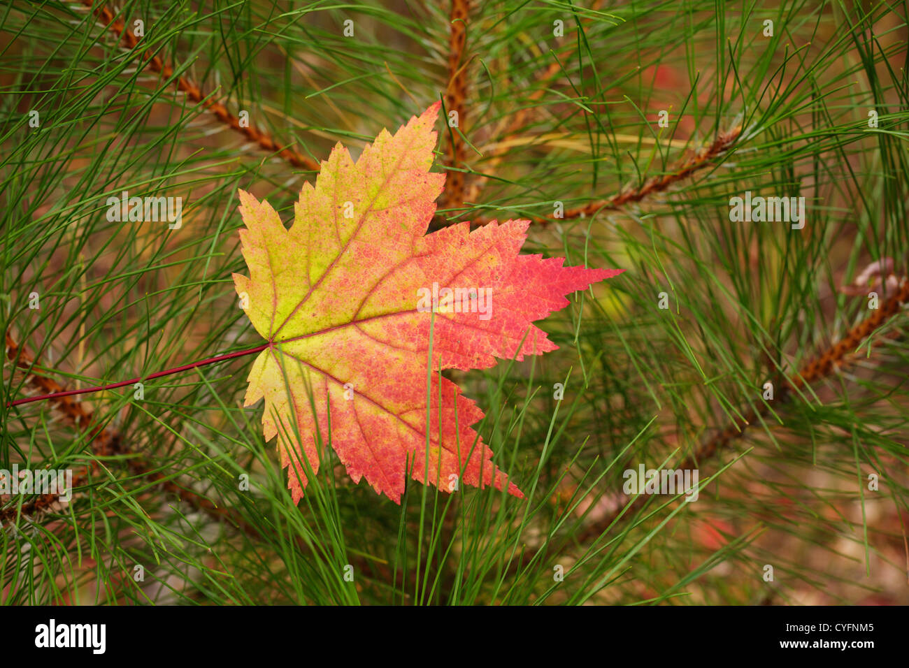 A maple leaf turned color in the autumn. Stock Photo
