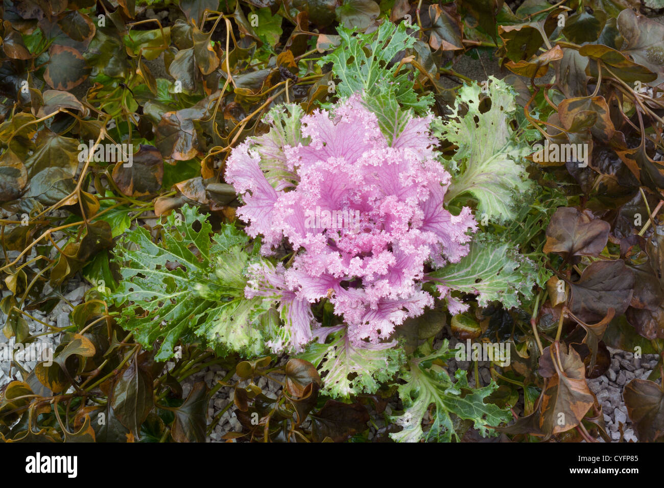 Brassica Oleracea - decorative cabbage in autumn seasonal garden Stock Photo