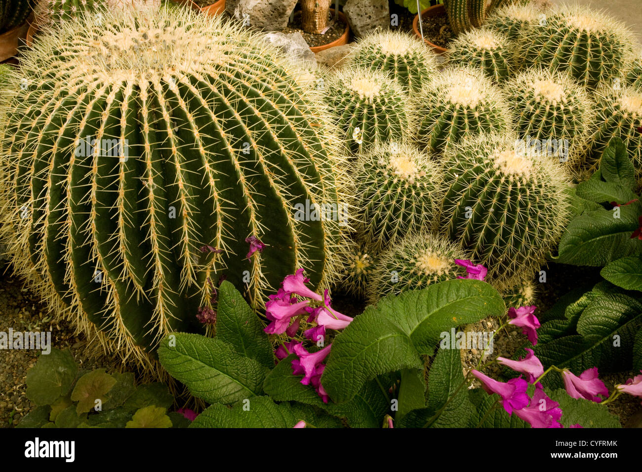 WA05523-00...WASHINGTON - Cactus thriving among the flowers in the Conservatory at Manito City Park in Spokane. Stock Photo