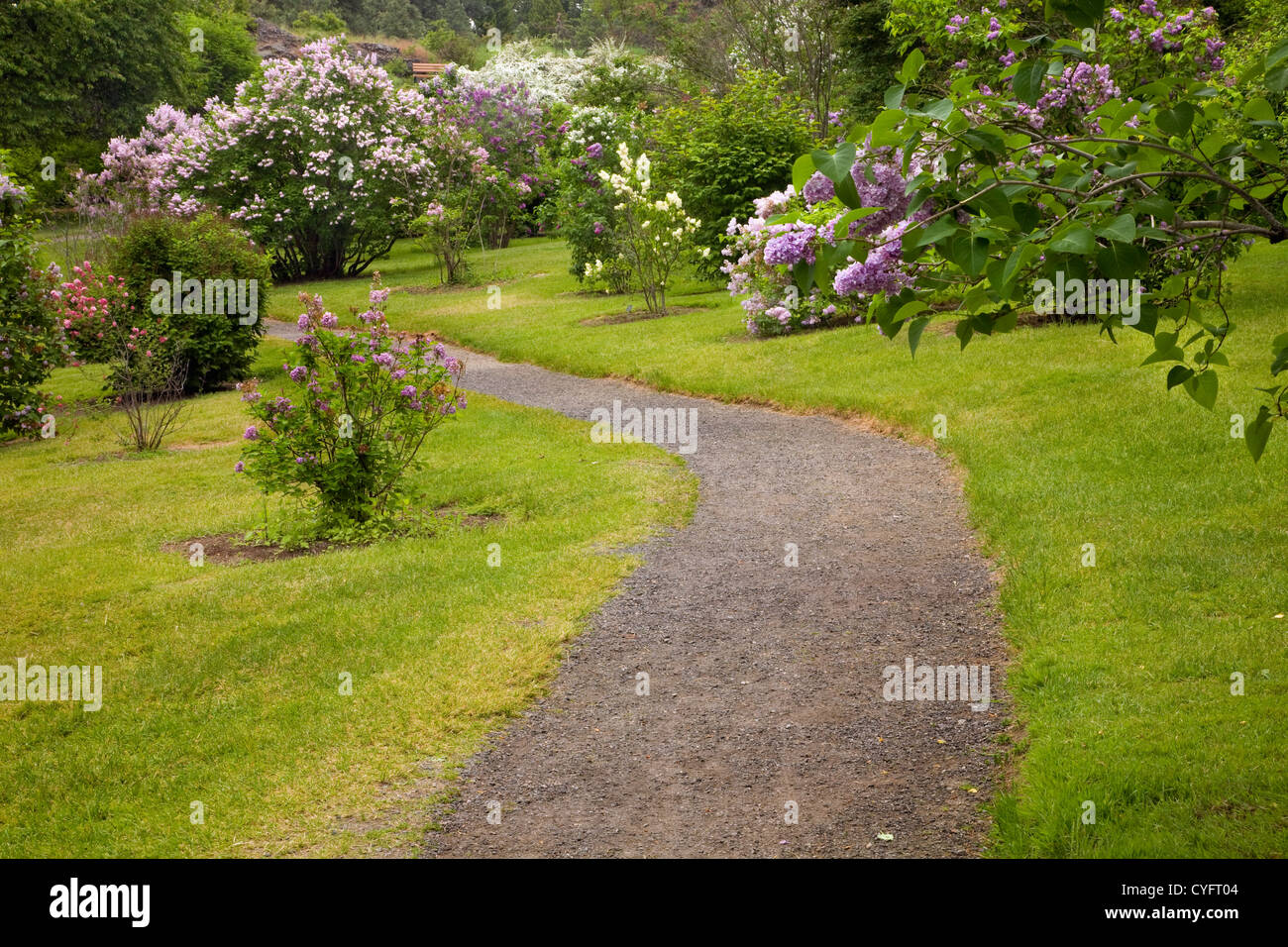 WA0556300...WASHINGTON Path through the Lilac Garden at Manito Park