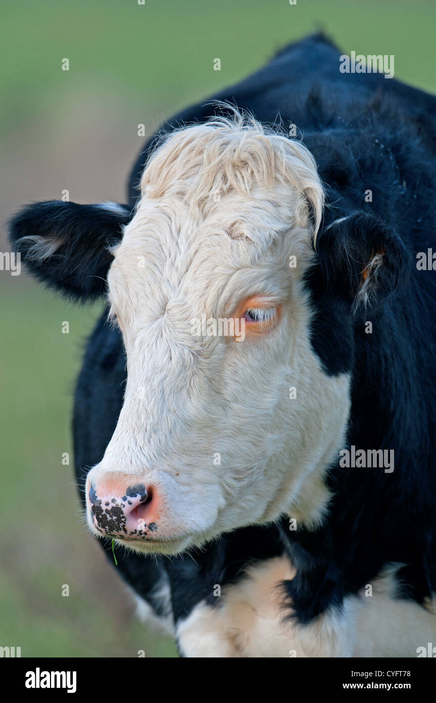 CLOSE-UP OF A OF A HEREFORD CROSS BREED CHEWING THE CUD. UK Stock Photo