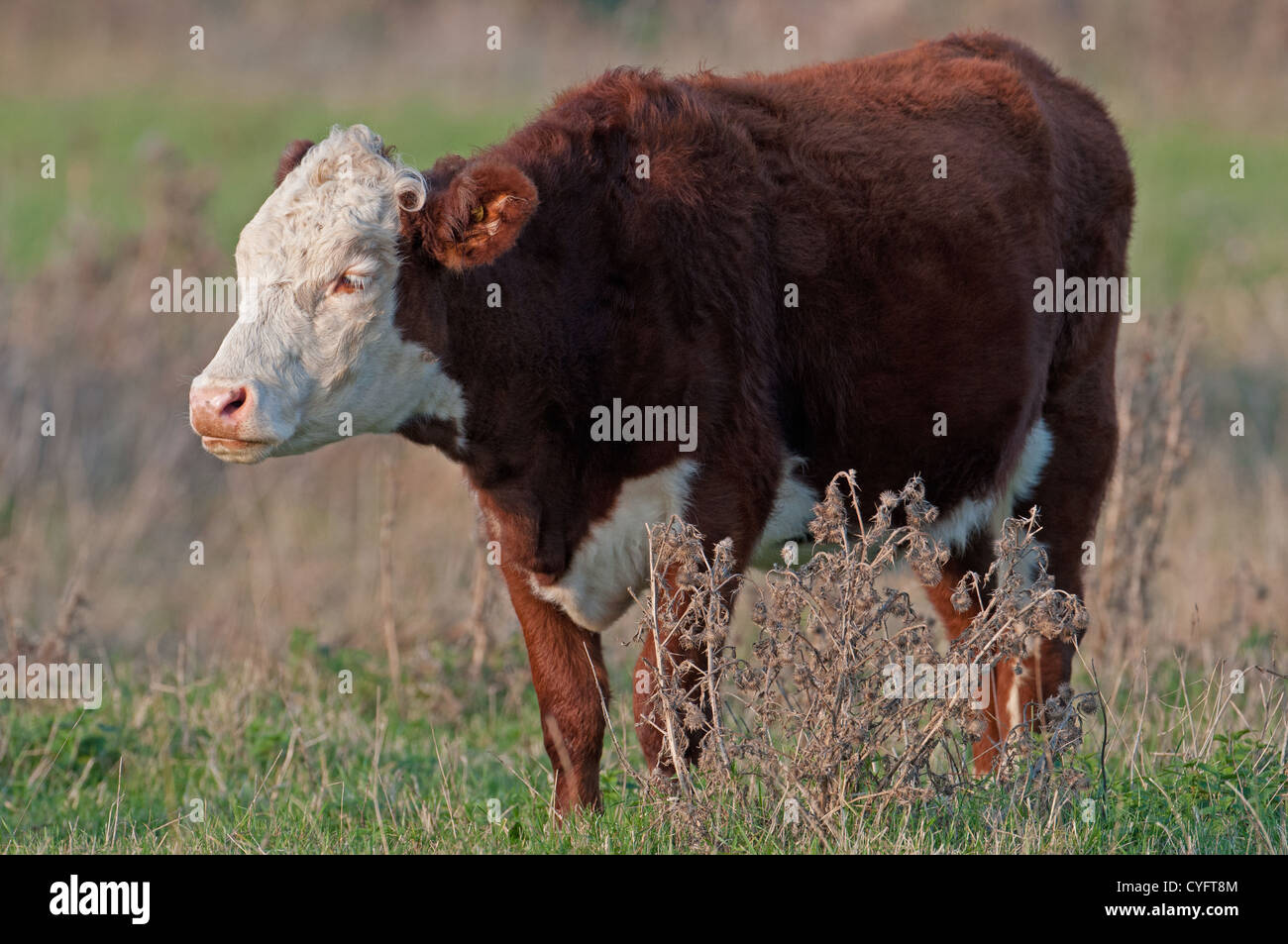 HEREFORD CATTLE. UK Stock Photo - Alamy