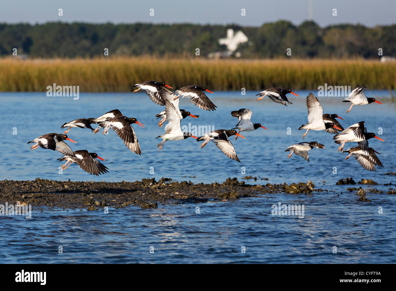 American oystercatchers take flight from an oyster bed in the Cape Romain National Wildlife Refuge South Carolina. Stock Photo