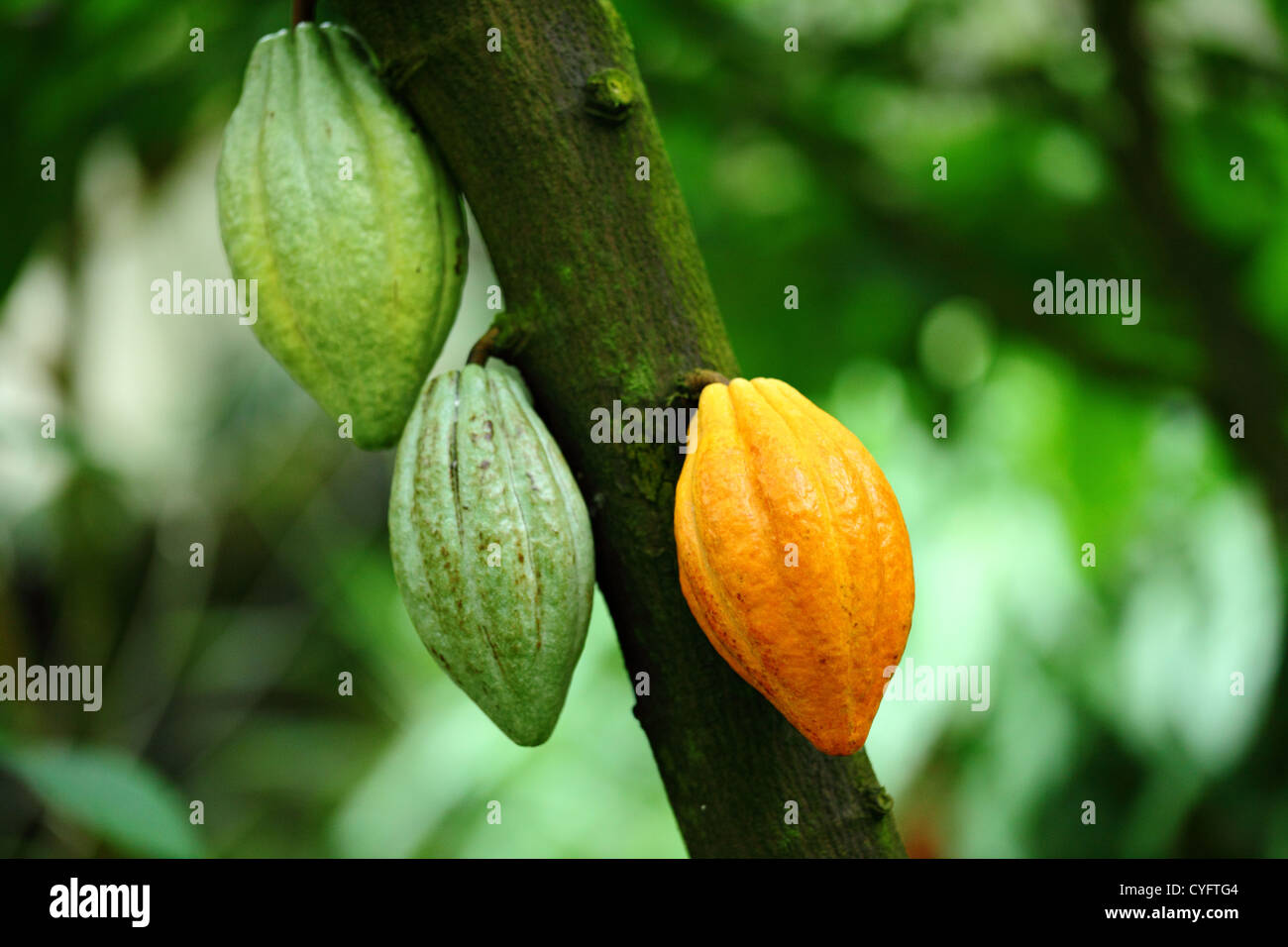 Open cocoa pod hi-res stock photography and images - Alamy
