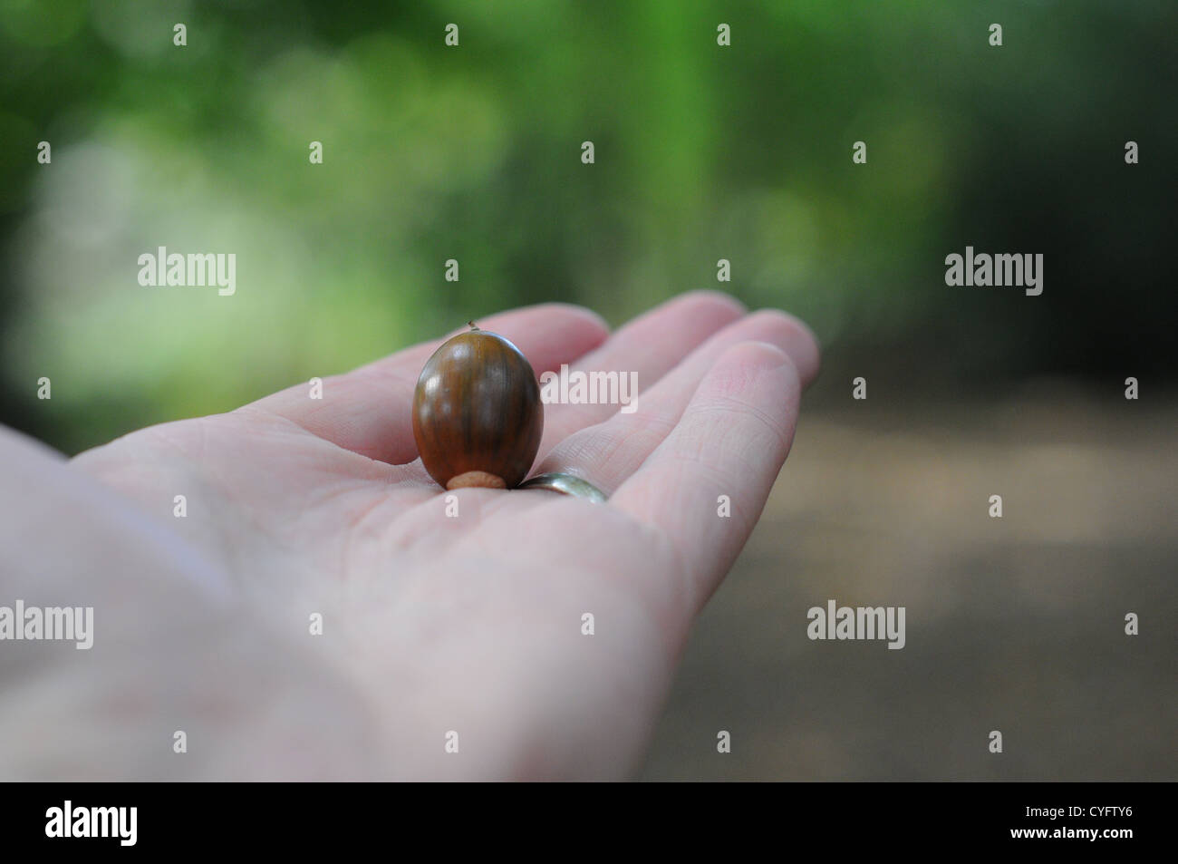 An acorn being held in an area of English woodland. Stock Photo