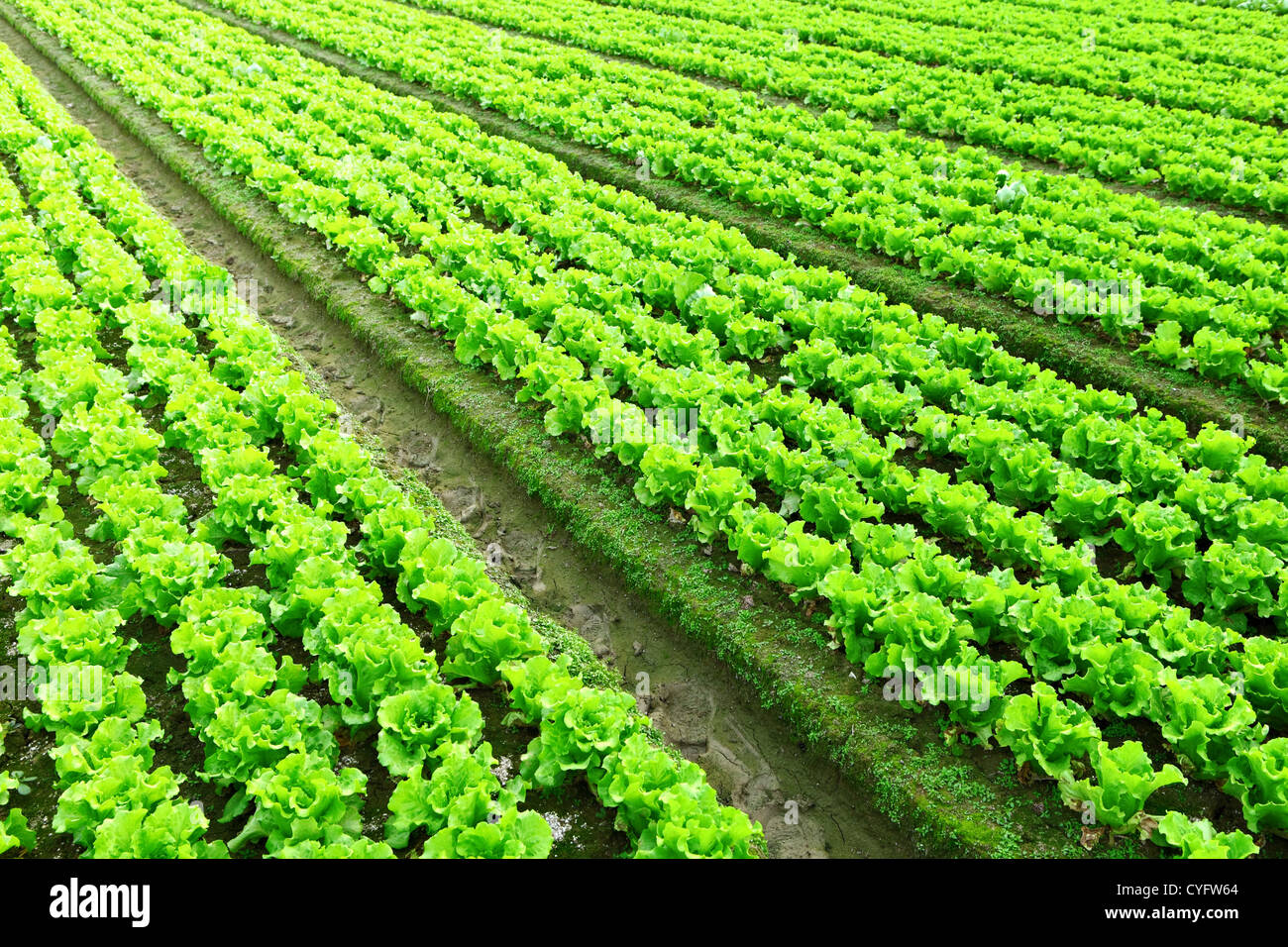 Rows of freshly planted lettuce Stock Photo - Alamy