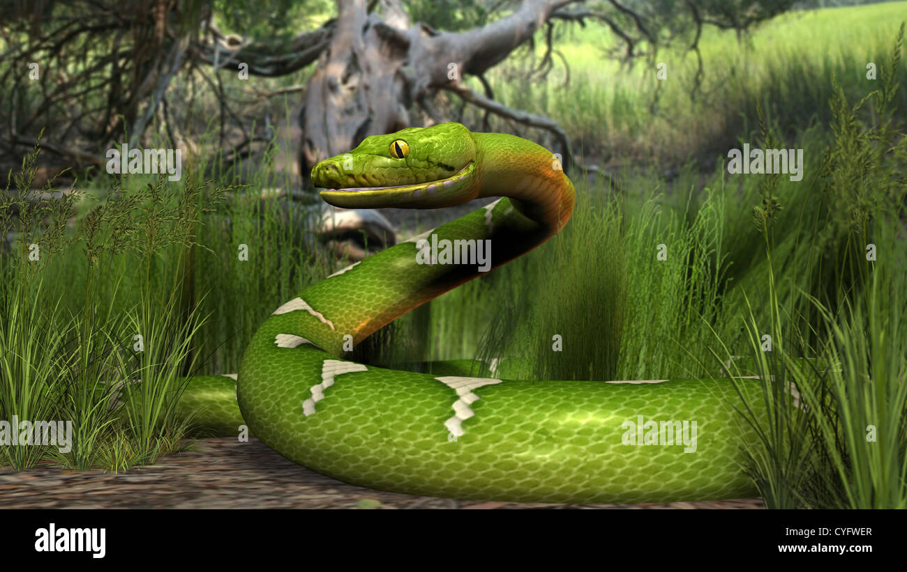 Burmese python everglades hi-res stock photography and images - Alamy