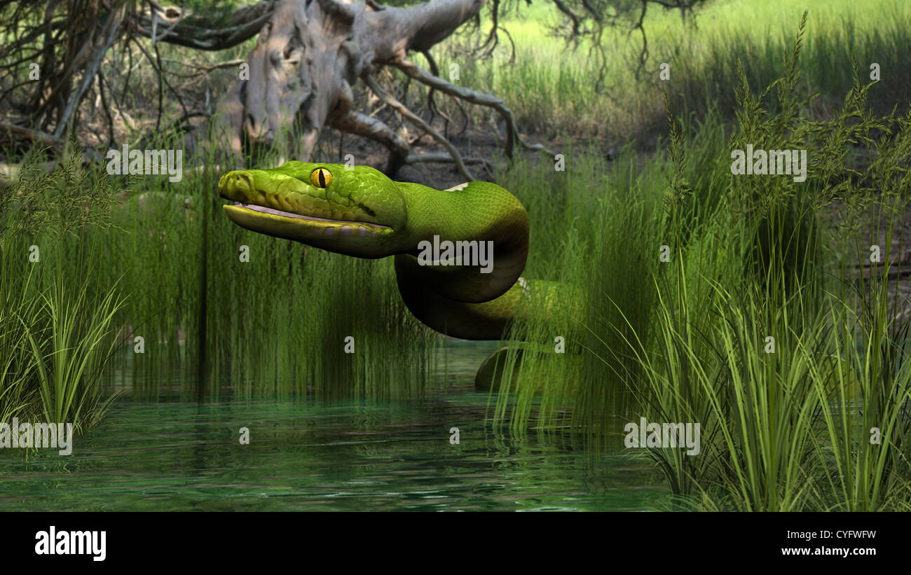 Python bivittatus prey hi-res stock photography and images - Alamy