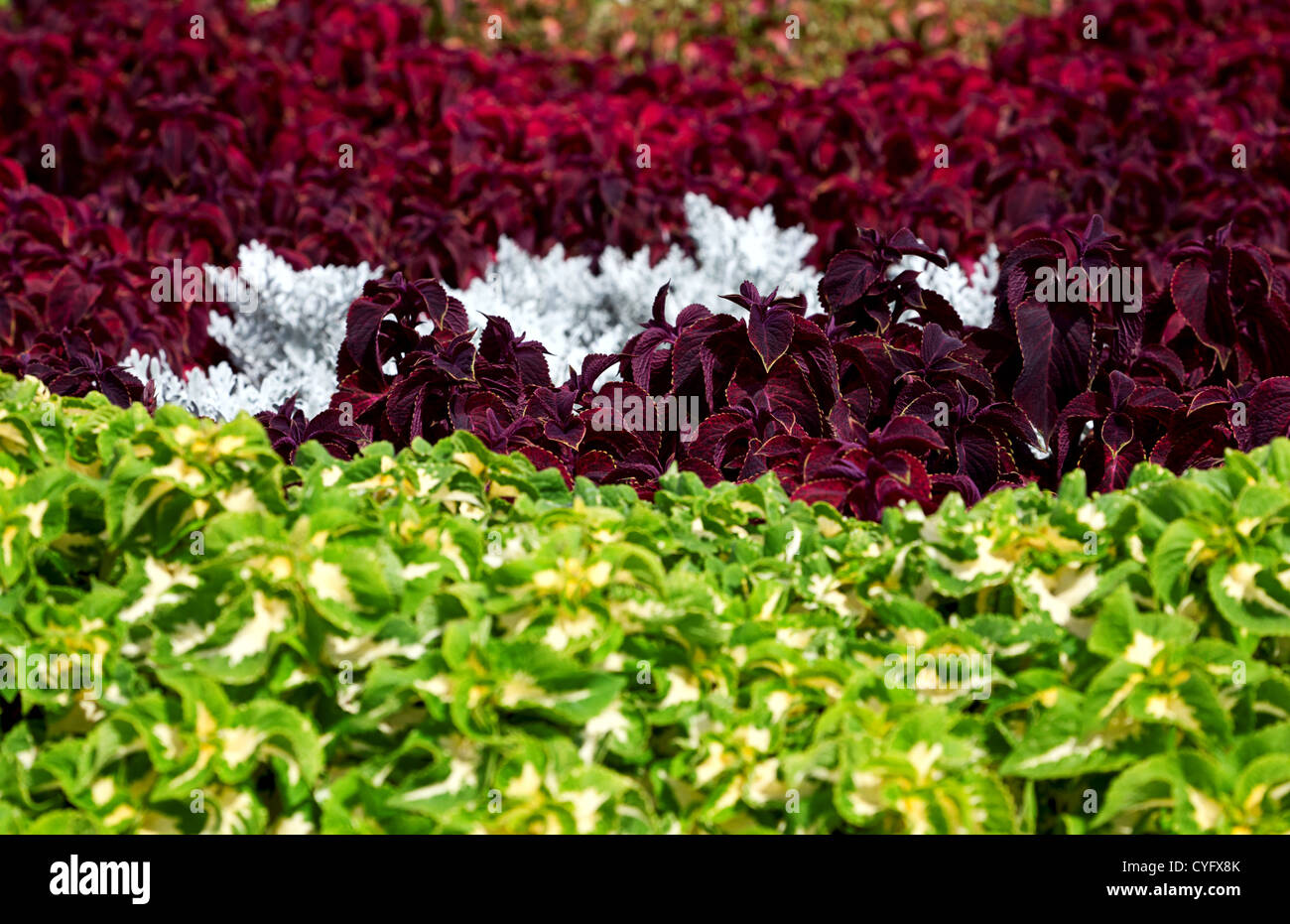 Large vivid flower bed in summer in a city park Stock Photo