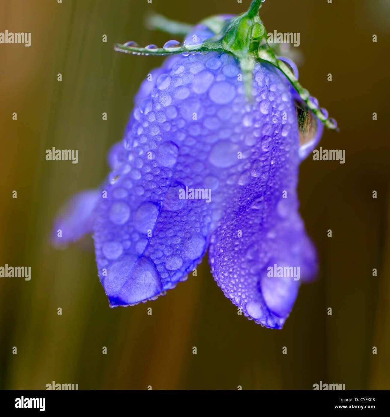 a purple flower covered with dew Stock Photo Alamy