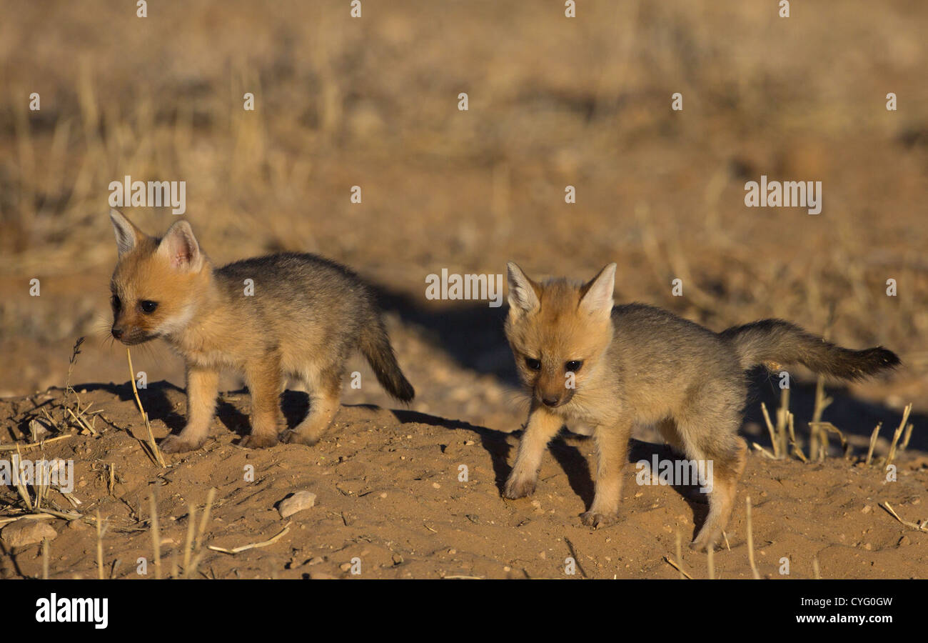 cape fox two babies running Stock Photo - Alamy