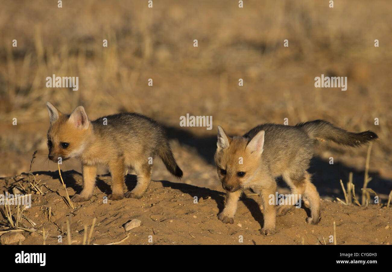 cape fox two babies running Stock Photo - Alamy