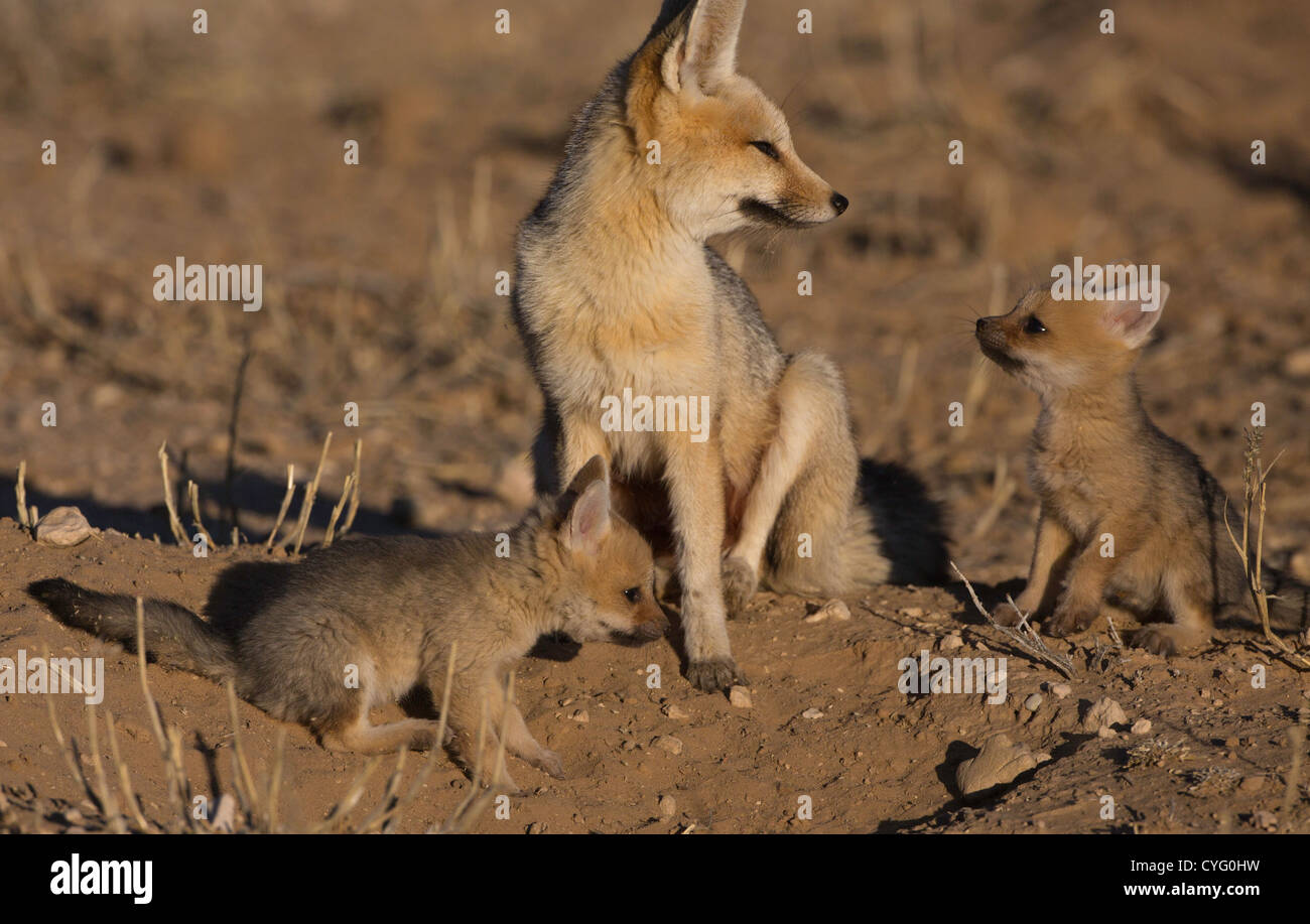 cape fox with two babies at den Stock Photo - Alamy