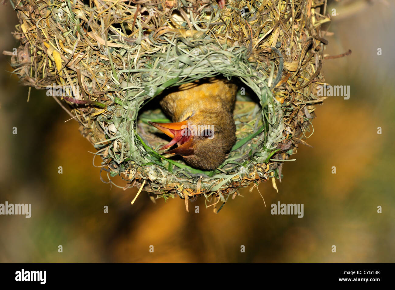 Female Cape weaver (Ploceus capensis) in her nest, South Africa Stock Photo
