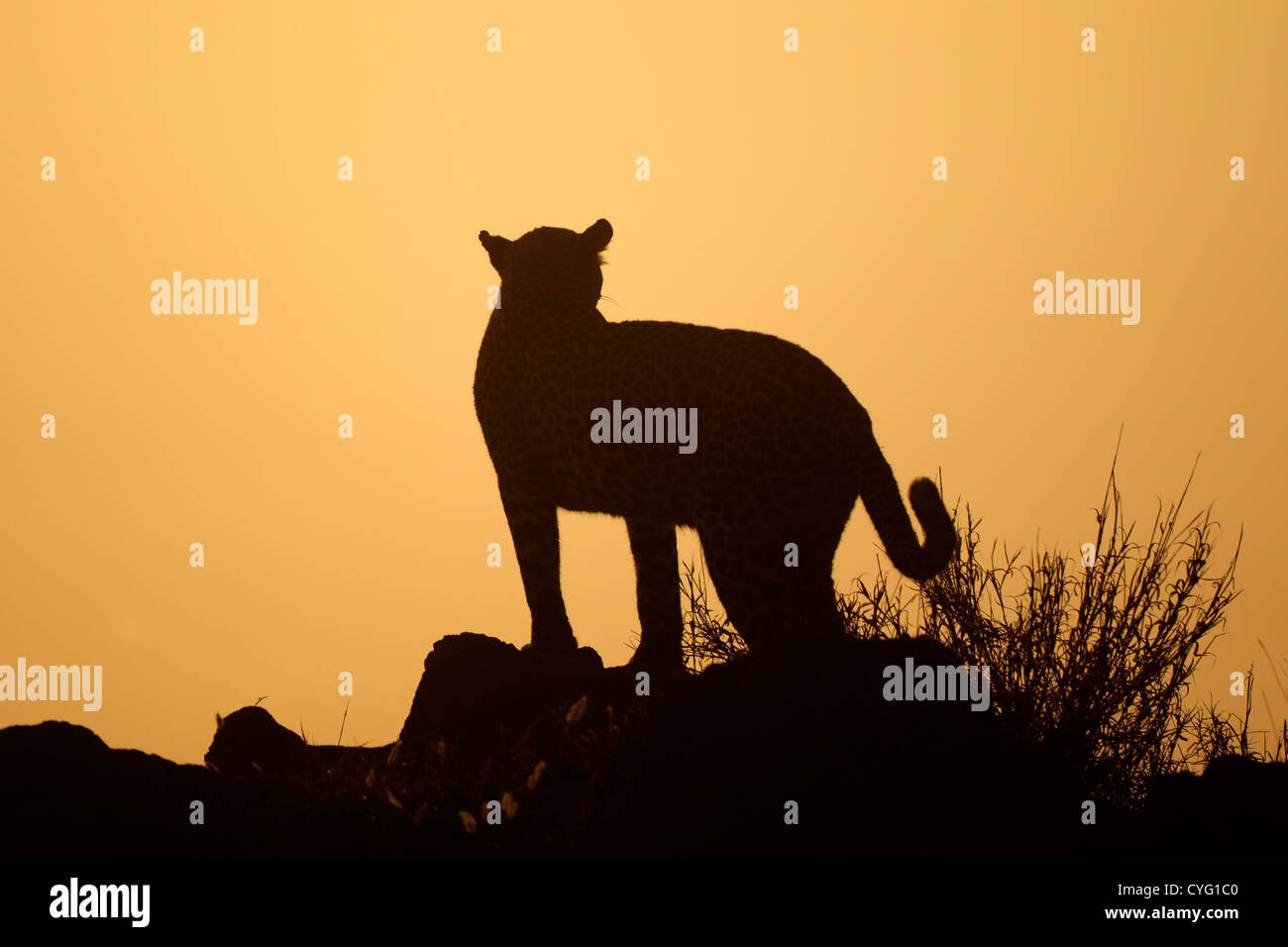 Leopard (Panthera pardus) silhouetted against an orange sky at sunrise, South Africa Stock Photo