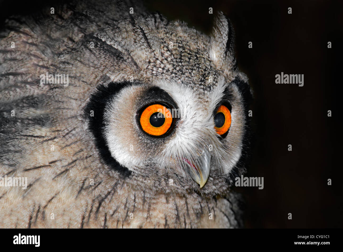 Close-up portrait of a white-faced owl (Otis leucotis) with large orange eyes, South Africa Stock Photo