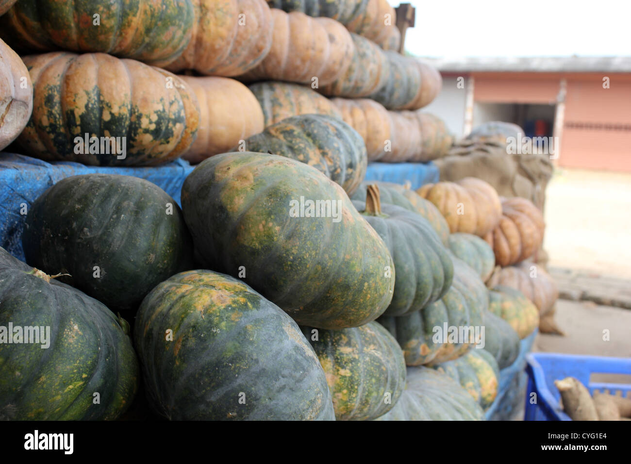 Pumpkins displayed for sale in vegetable shop in India Stock Photo - Alamy