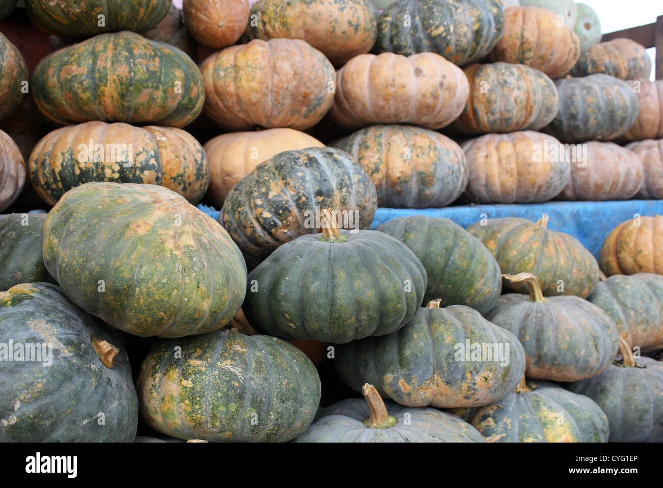 Pumpkins displayed for sale in vegetable shop in India Stock Photo